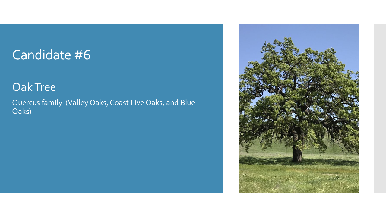 Oak Tree (Valley Oaks, Coast Live Oaks, and Blue Oaks)