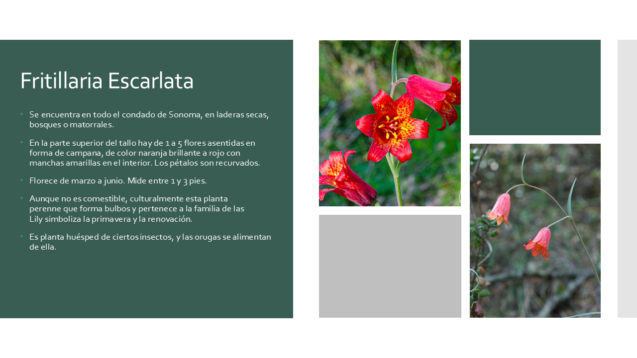 Scarlet Fritillary - Esp