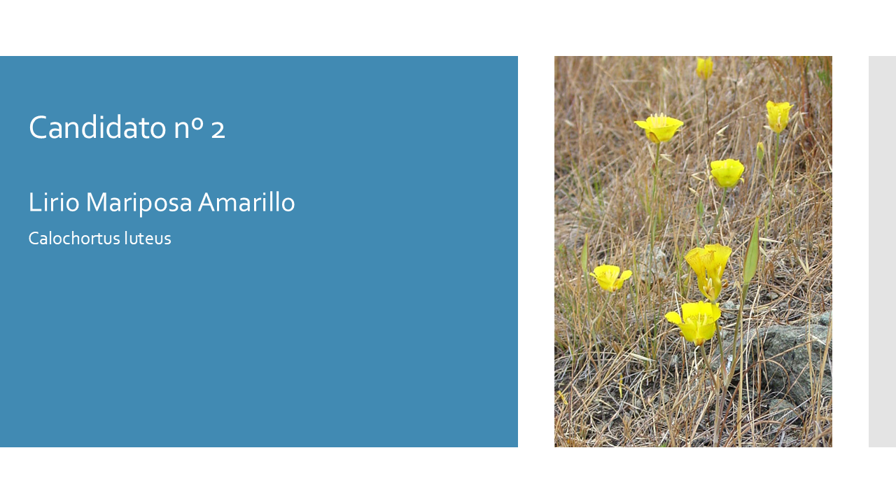 Yellow Mariposa Lily - Esp