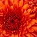 Chrysanthemum